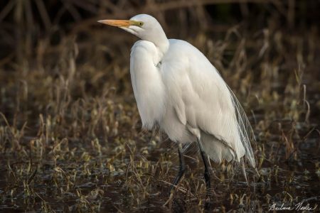 Great Egret Beginning to get Breeding Plumage