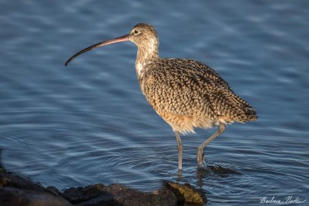 Long-billed Curlew Wading