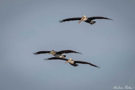 Two Adult Males and one First Year Pelicans