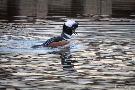 Merganser doing his Mating Dance