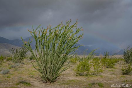 Ocotillo with Faint Rainbow