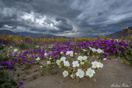 Wildflowers with Storm Approaching