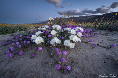 Dune Evening Primrose, Desert Sand Verbena and Brittlebush