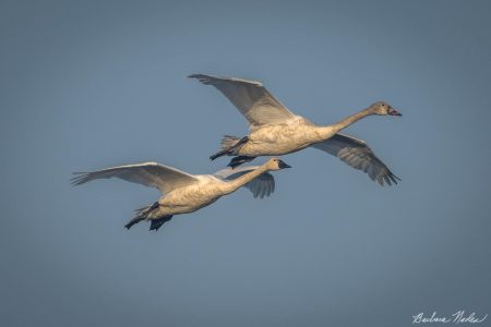 Immature swan leading the adult