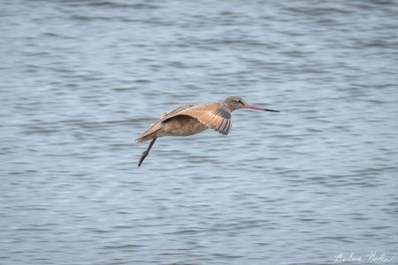 Godwit Coming in for a Landing