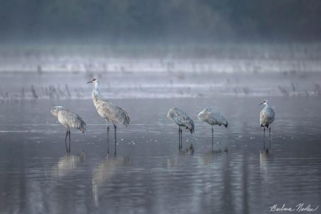 Sandhill Cranes waking up