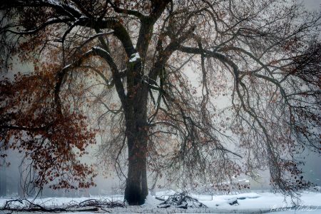 Oak tree after a storm