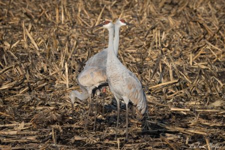 Feeding in the Cornfield