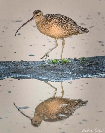 Long-billed Curlew reflection