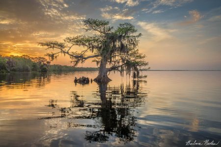 Lone Cypress Tree