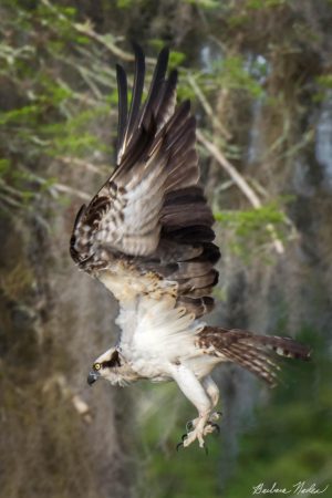 Osprey Landing