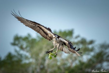 Osprey with Nesting Material