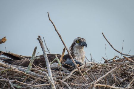 Osprey in his Nest with Lunch