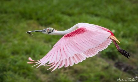 Spoonbill Working on Nest