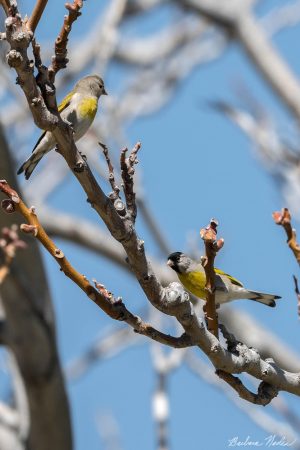 Mating Pair of Goldfinches