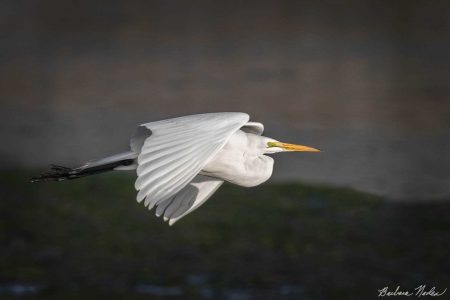 Great Egret I