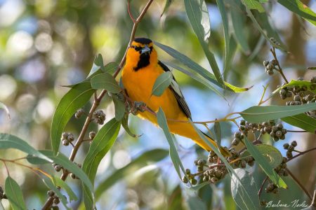 Oriole Looking for Berries