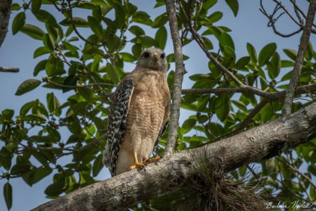 Red-Shouldered Hawk in a Tree