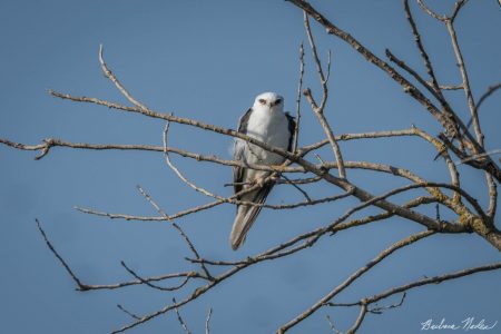 Kite Perched in a Tree