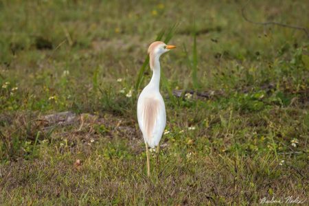 Cattle Egret II