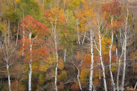 Multi-colored Aspens