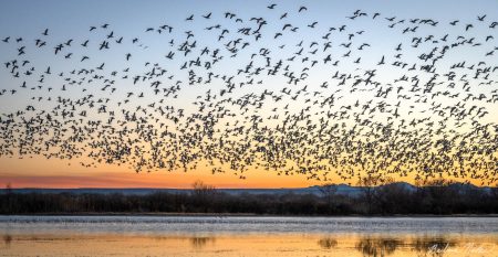 Snow Geese Takeoff at Sunrise