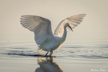 Snowy Egret VI