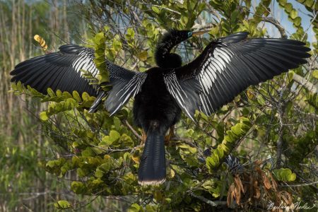 Male Anhinga