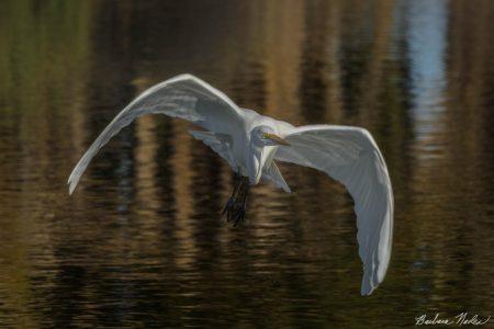 Great Egret II