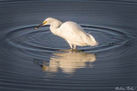 Snowy Egret II