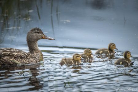 Momma Mallard with her Chicks