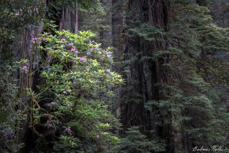 Rhododendrons