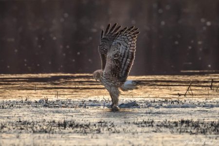 Northern Harrier with Prey