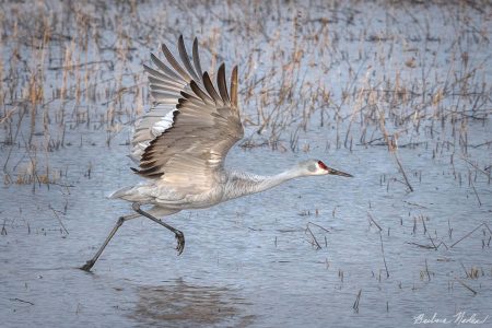 Sandhill Crane III