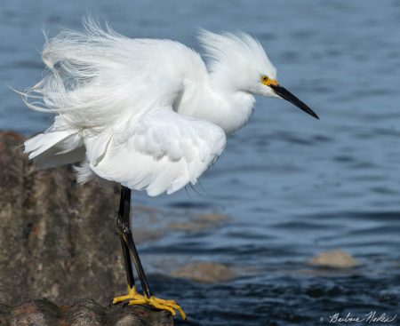 Snowy Egret on a Windy Day