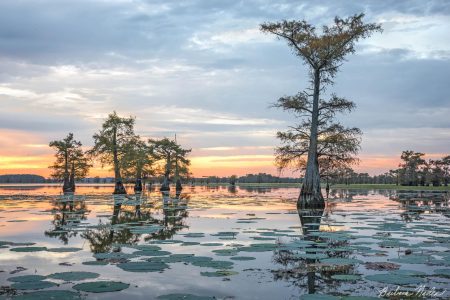 Cypress Trees and Lily Pads at Sunrise