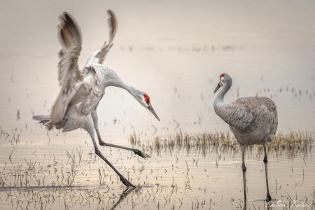 Close Landing