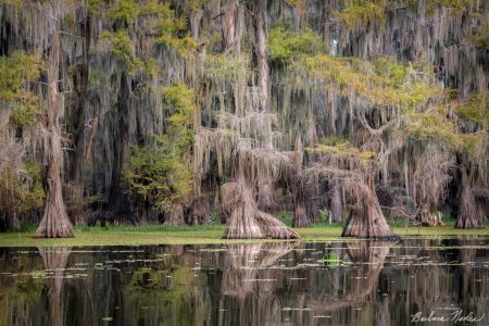 Cypress Trees