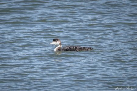 Juvenile Common Loon