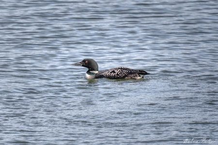 Common Loon Breeding Plumage