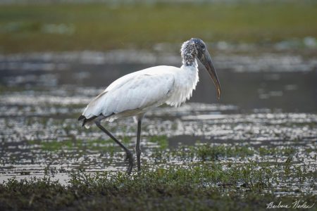 Hungry Stork