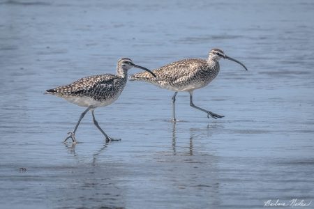 Two Whimbrels on a Stroll