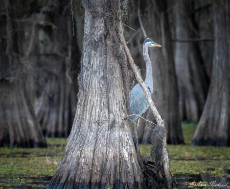 Great Blue Heron in a Cypress Grove