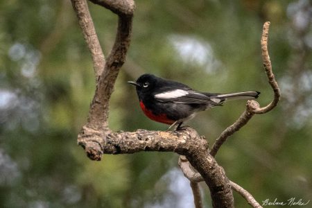 Redstart 2