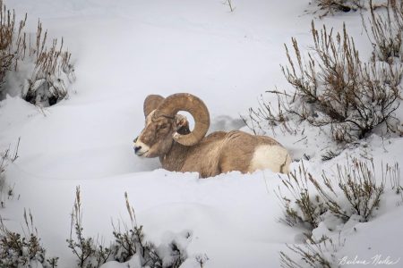 Taking a rest at -5 degrees Farenheit