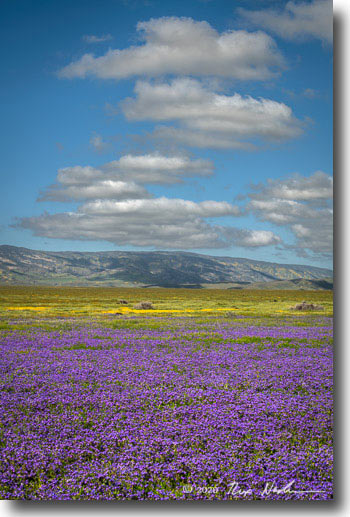 Sierra Club Engagement Calendar 2021 Free Letter Templates