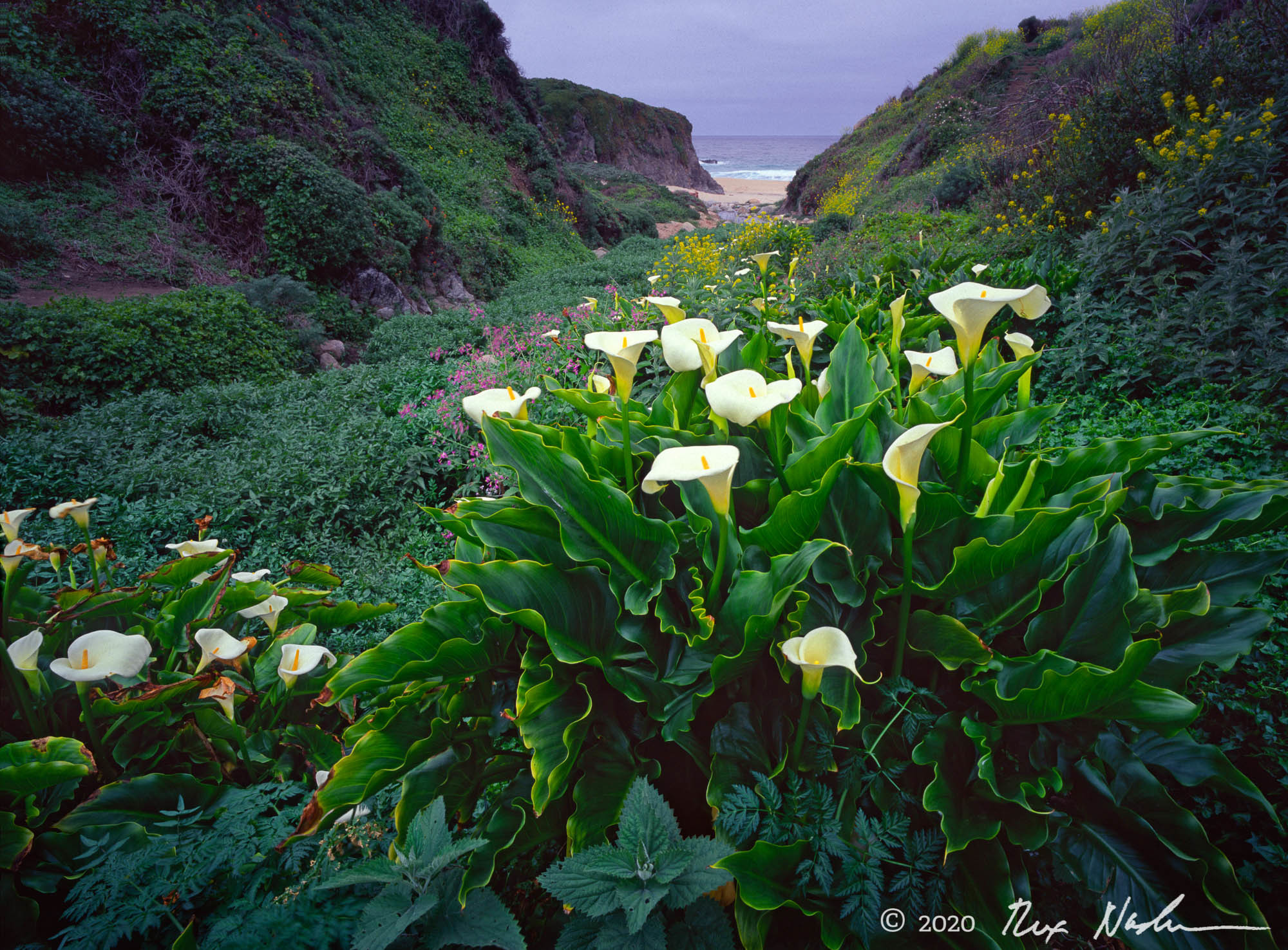 Calla Lilies - Big Sur