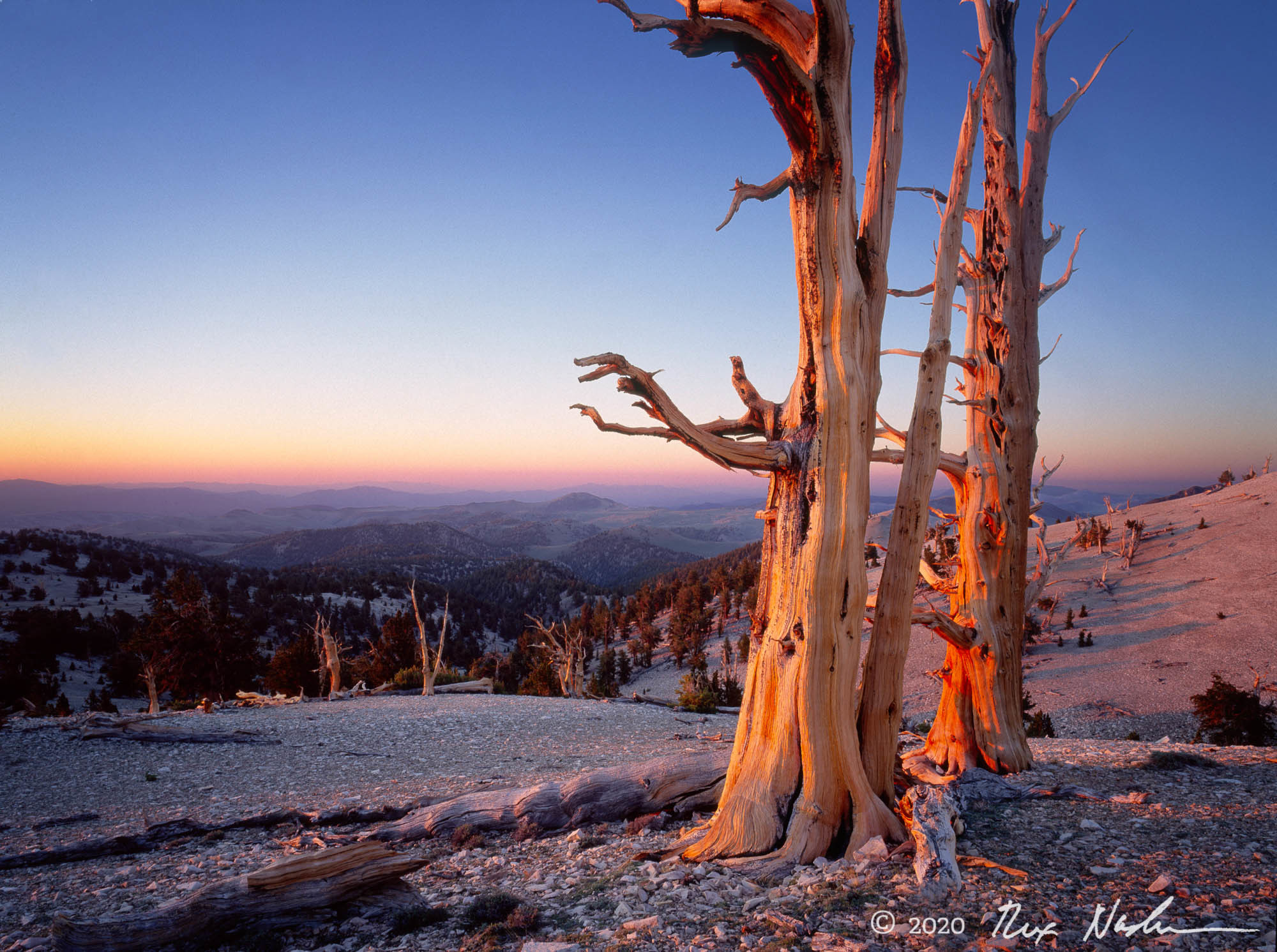 Sunrise and Bristlecones - White Mountains, CA