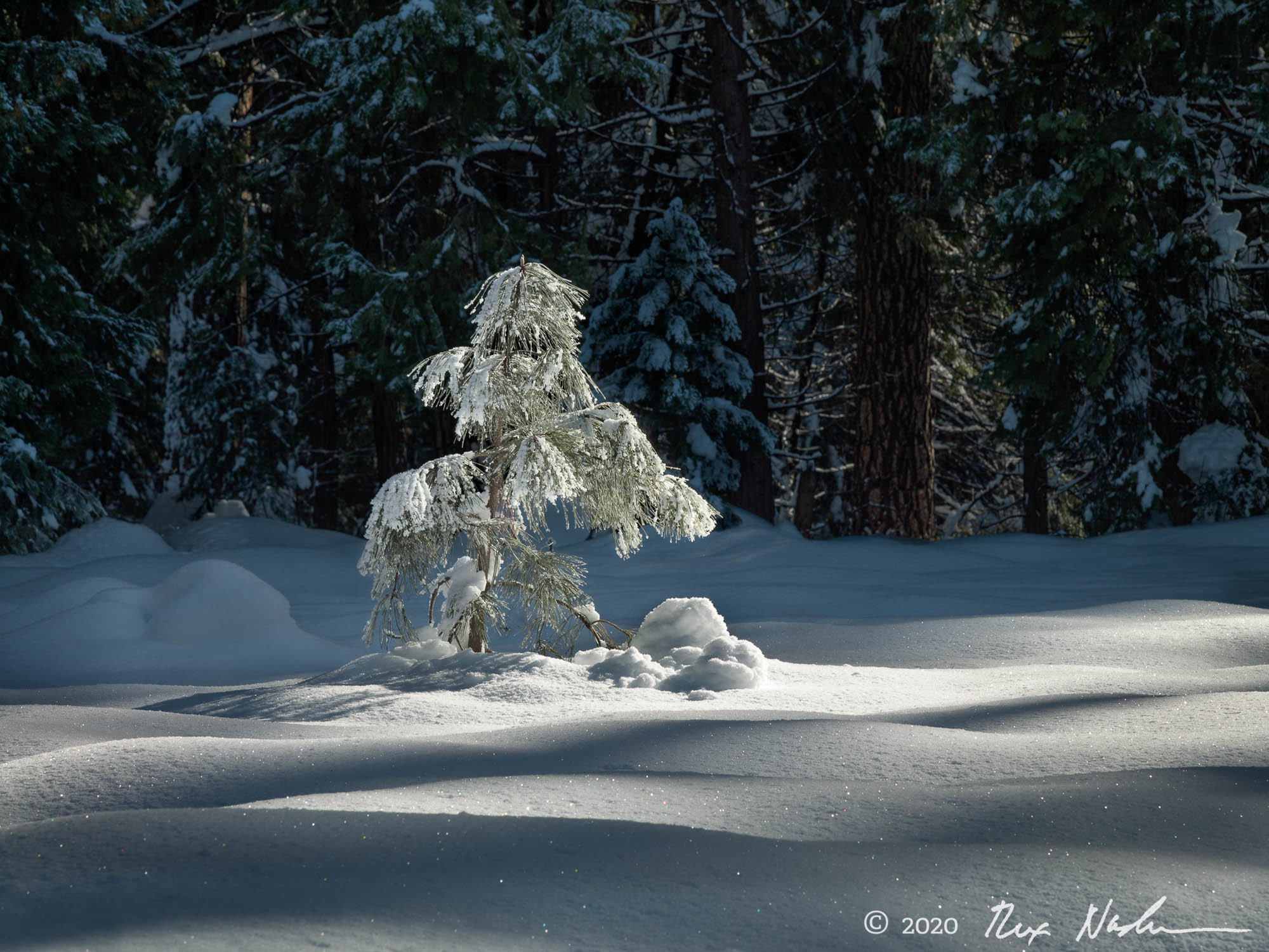 Dancing Snowman - Yosemite Valley