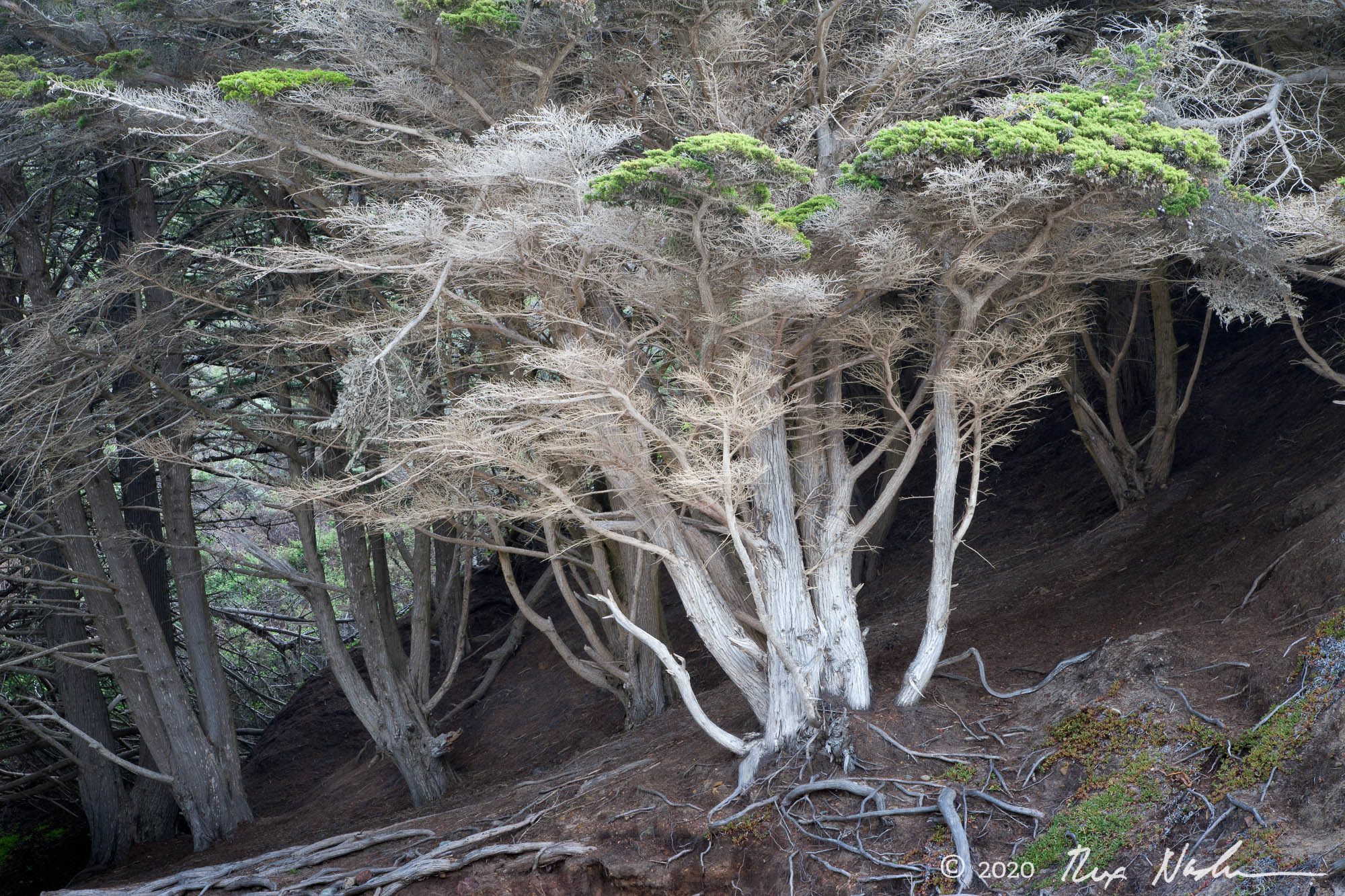 Ghost Cypress - Big Sur